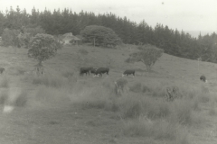 Roseneath Cottage from Road